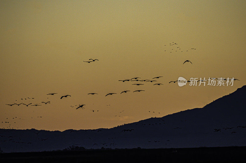 沙丘鹤(Antigone canadensis)是北美大型鹤的一种。Woodbridge生态保护区(又名Isenberg鹤保护区)。准备晚上降落。